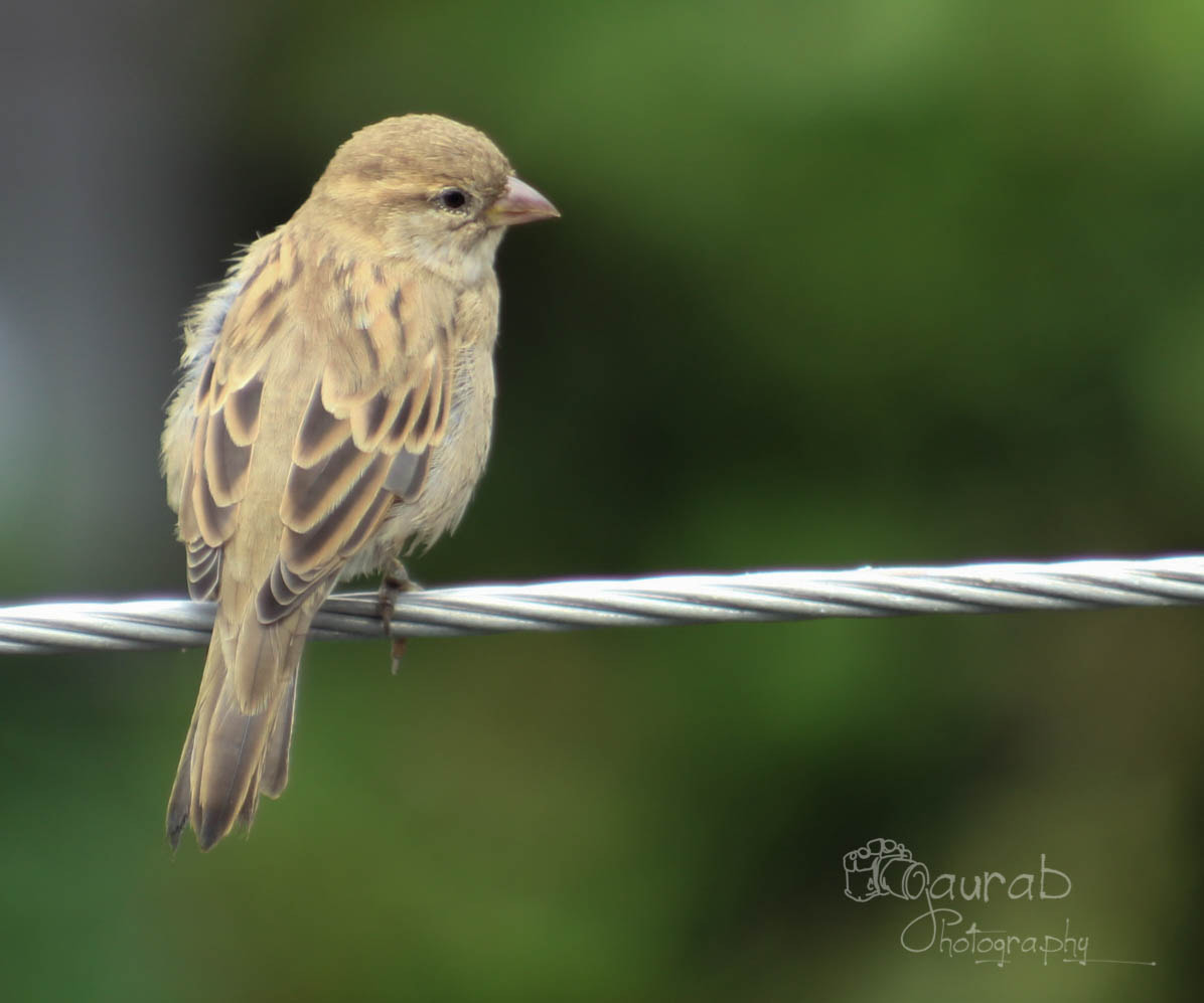 Canon EOS 1200D (EOS Rebel T5 / EOS Kiss X70 / EOS Hi) + Canon EF 100-200mm f/4.5A sample photo. Innocence photography