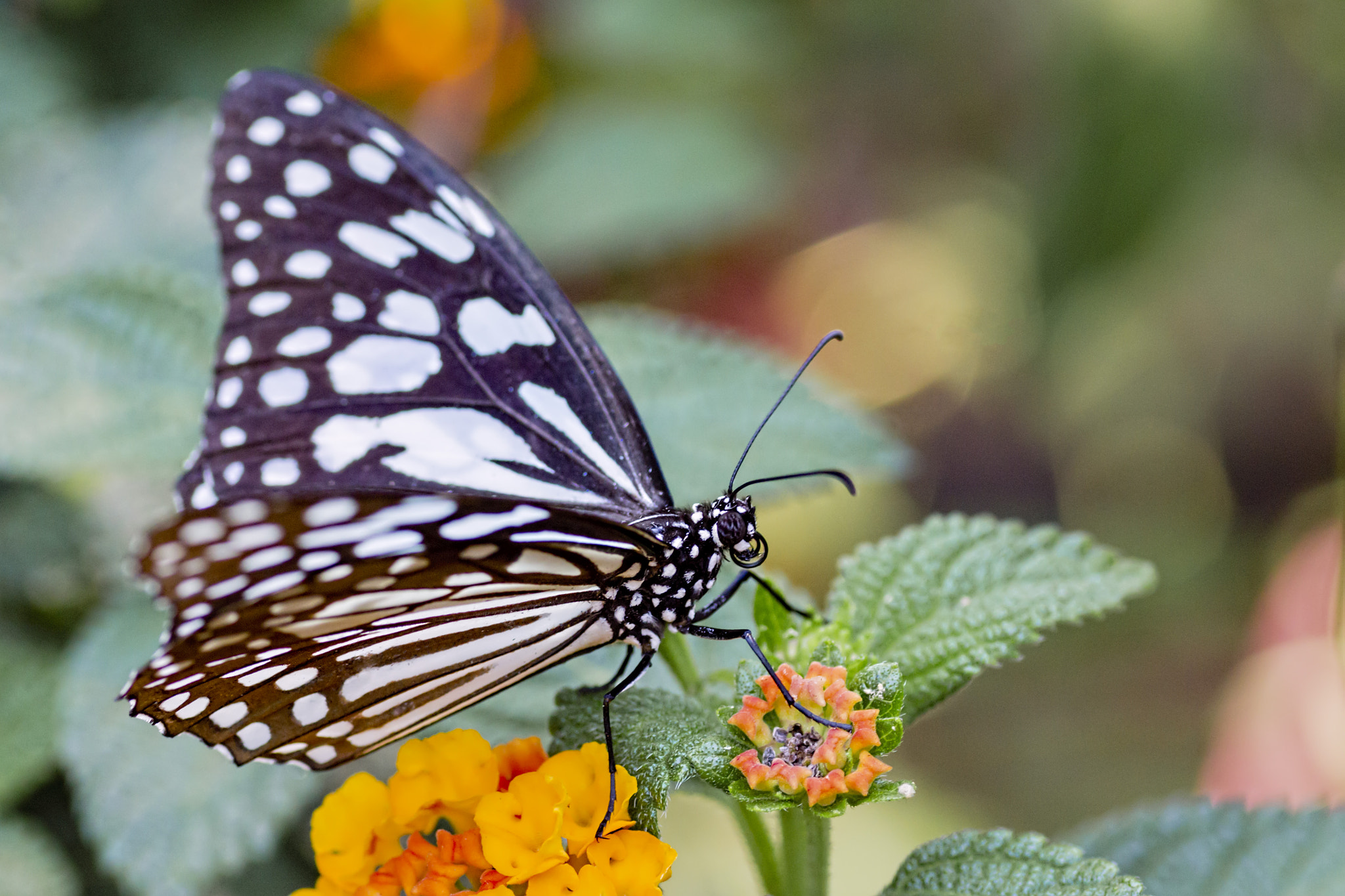 Canon EOS 700D (EOS Rebel T5i / EOS Kiss X7i) + Tamron SP AF 90mm F2.8 Di Macro sample photo. Black and white butterfly photography