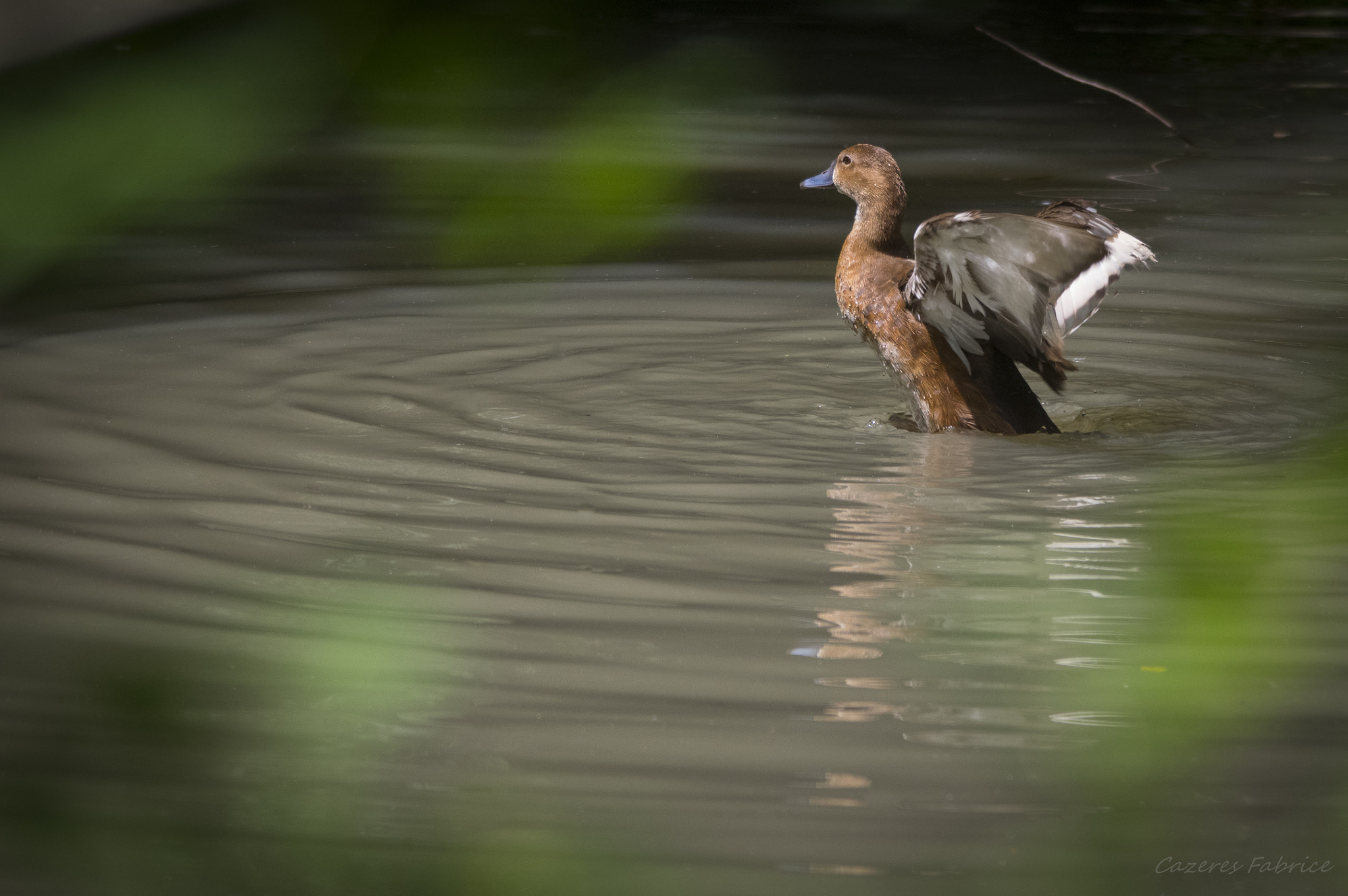 Sigma 120-400mm F4.5-5.6 DG OS HSM sample photo. Duck photography