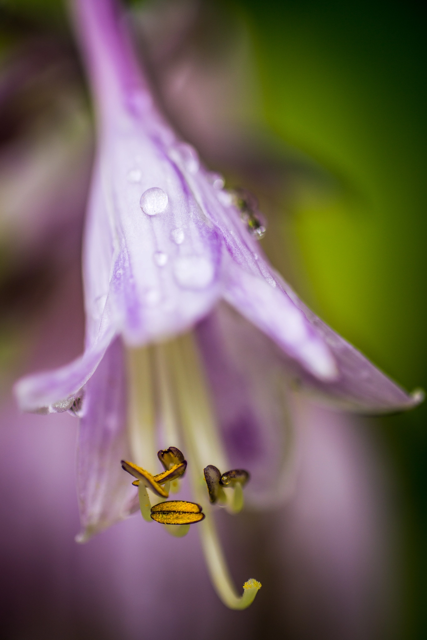 Canon EOS 6D + Sigma 70mm F2.8 EX DG Macro sample photo. Florescence photography