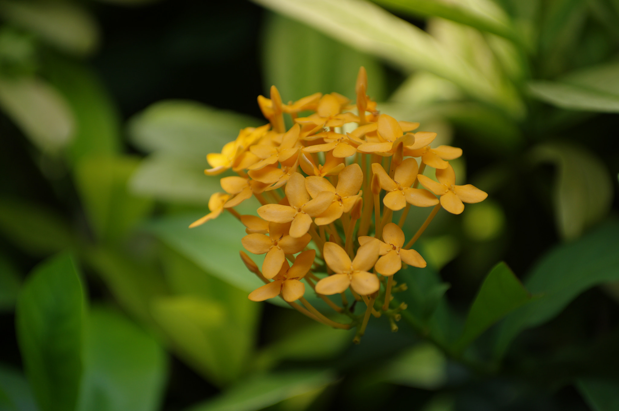 Pentax smc DA* 50-135mm F2.8 ED (IF) SDM sample photo