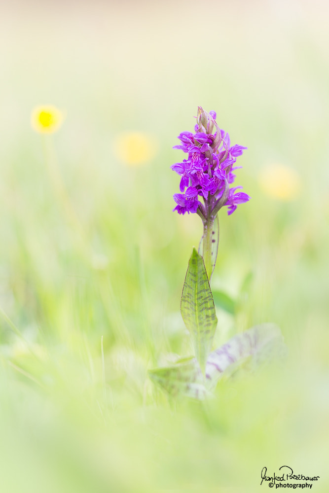 Sigma APO Macro 150mm f/2.8 EX DG HSM sample photo. Breitblatt fingerwurz photography