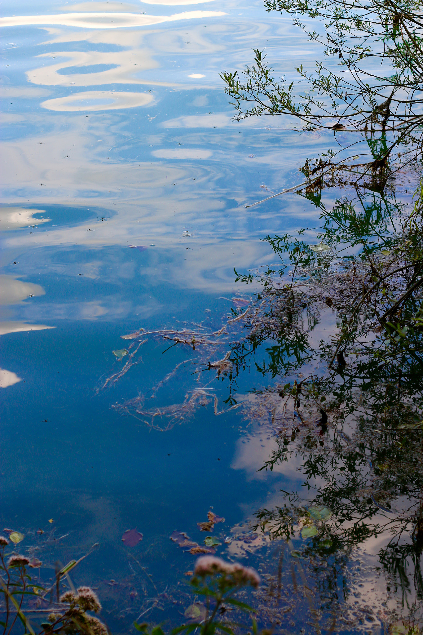 Canon EF 50mm F1.8 II sample photo. Harmony photography