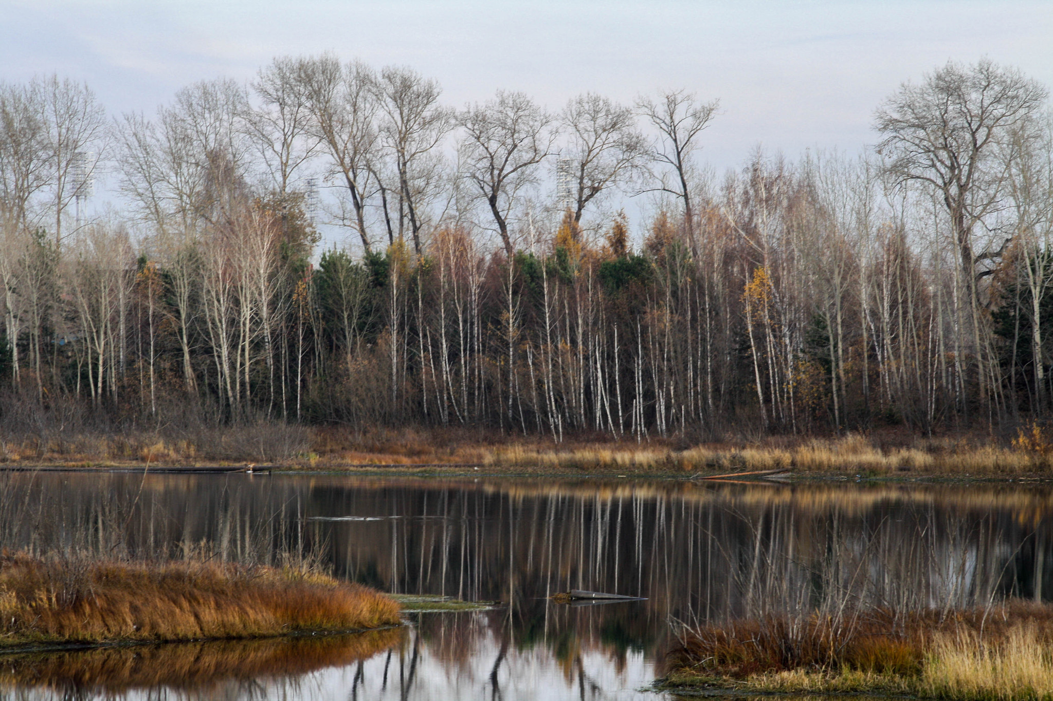 Canon EOS 1000D (EOS Digital Rebel XS / EOS Kiss F) + Canon EF 50mm F1.8 II sample photo. Autumn on the yenisei photography