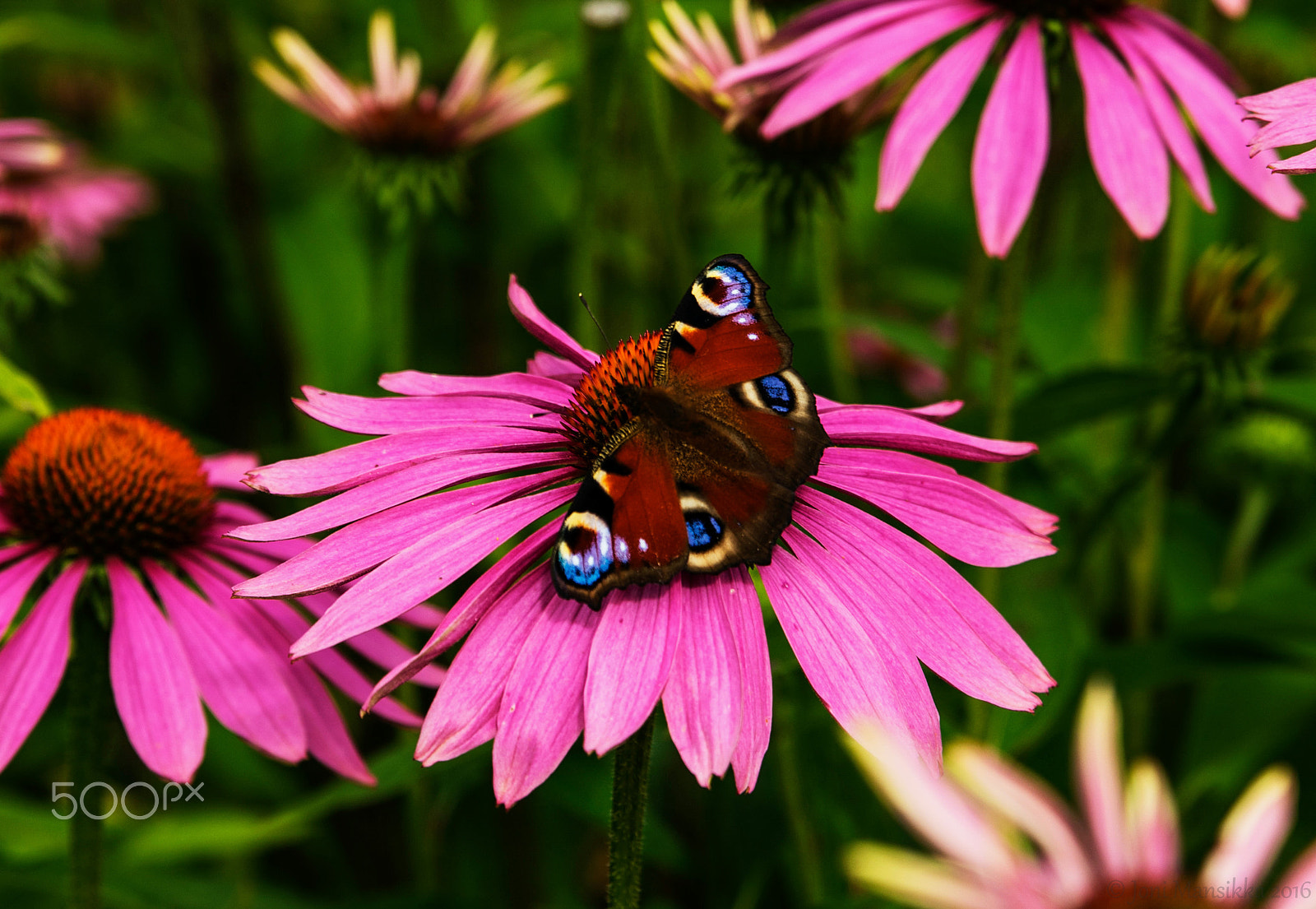 Sony a7 + Tamron SP 24-70mm F2.8 Di VC USD sample photo. August purple photography