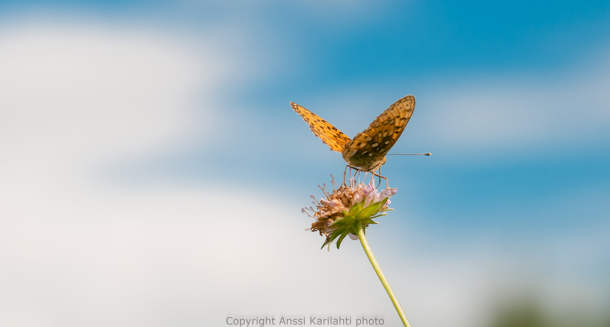 Sigma 105mm F2.8 EX DG OS HSM sample photo. Next fly photography