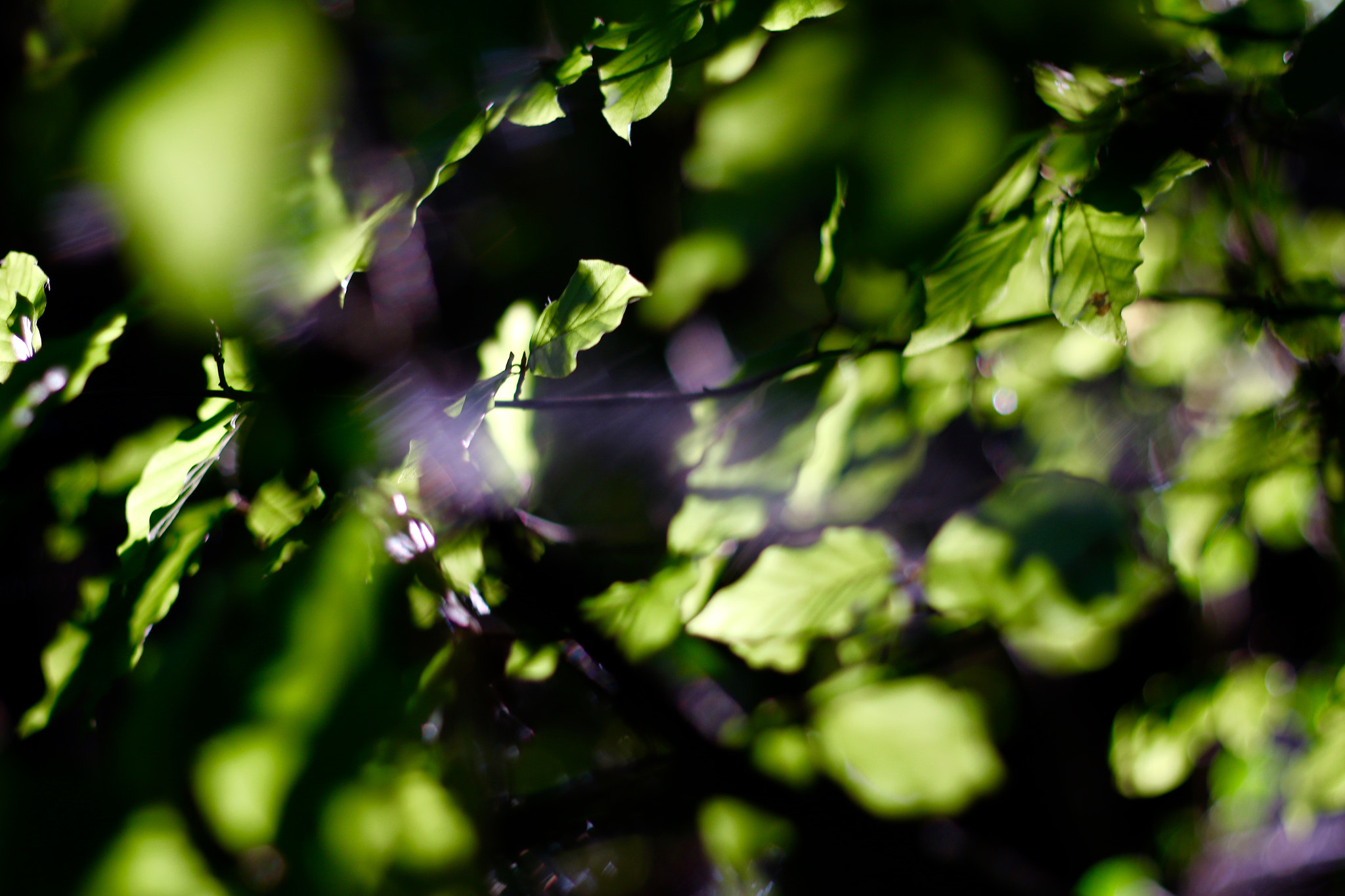 Canon EOS 70D + Canon EF 50mm F1.8 II sample photo. Summer leaves photography