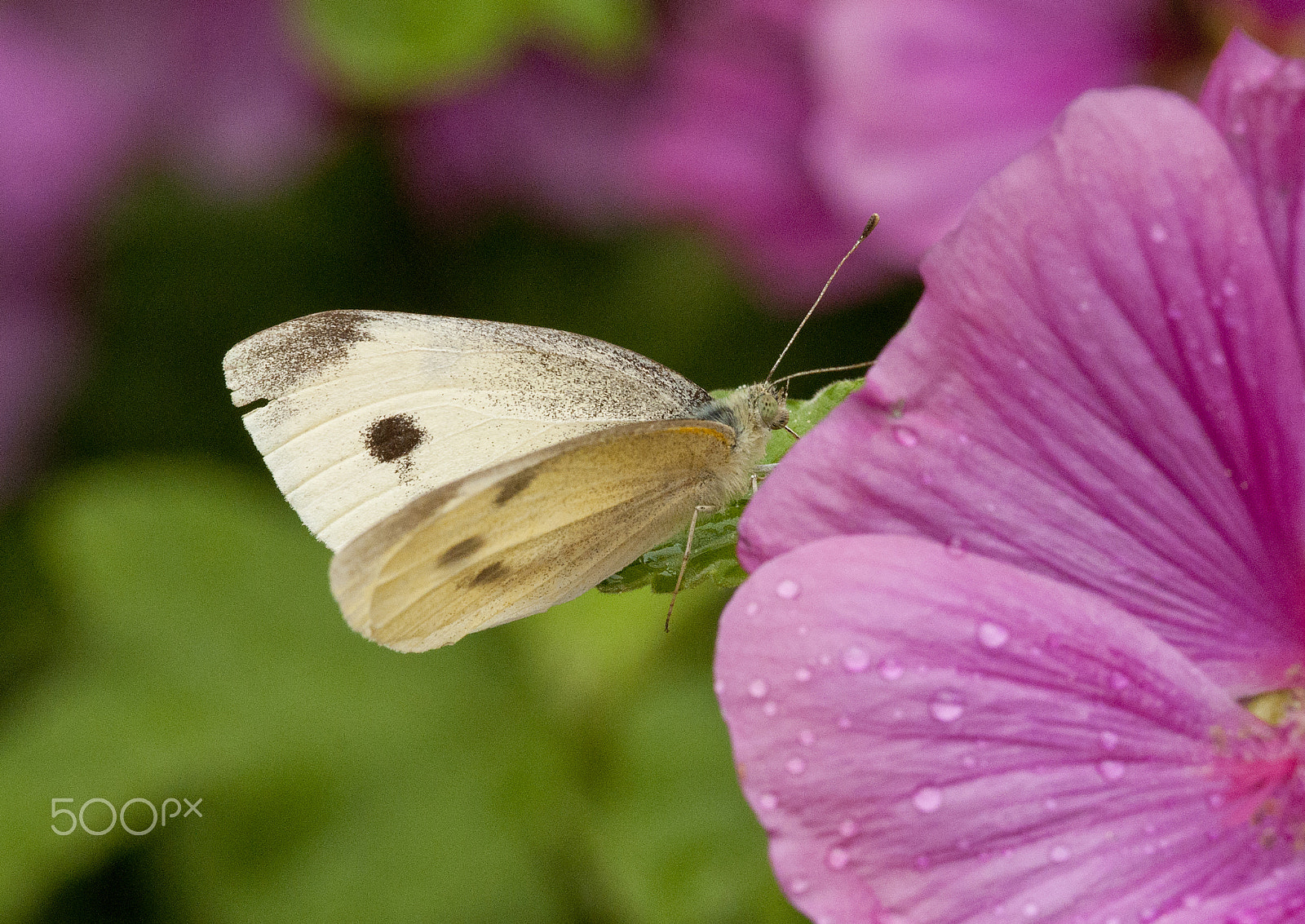 Sigma 105mm F2.8 EX DG Macro sample photo. Butterfly on a flower photography