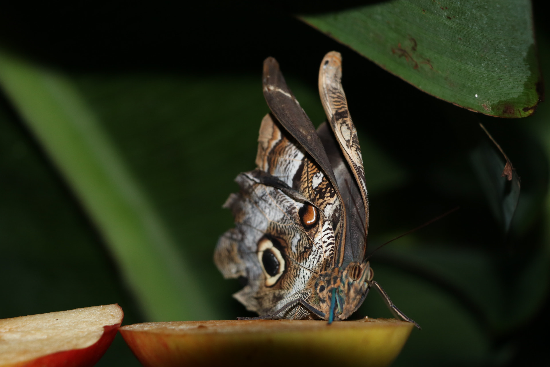 Canon EOS 750D (EOS Rebel T6i / EOS Kiss X8i) sample photo. Butterfly  photography