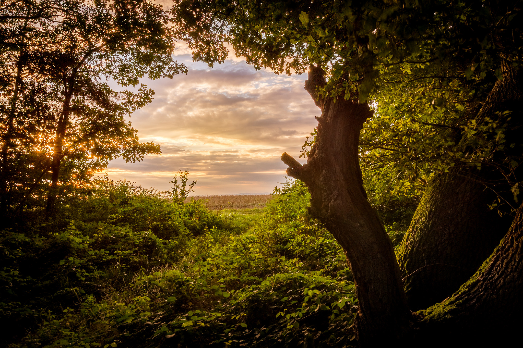 Sony SLT-A58 sample photo. Forest look-out photography