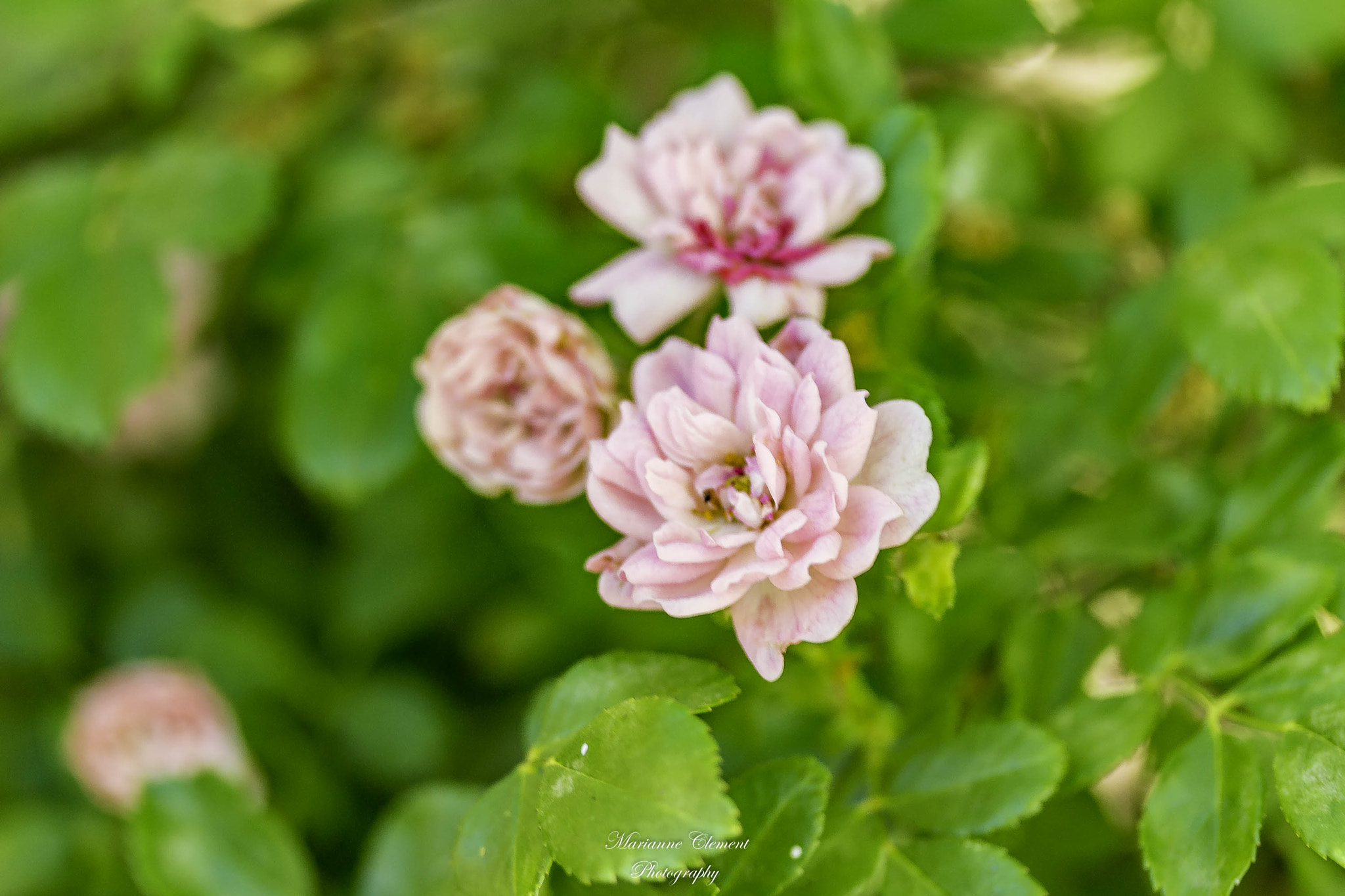 Canon EF-S 60mm F2.8 Macro USM sample photo. A group of three photography
