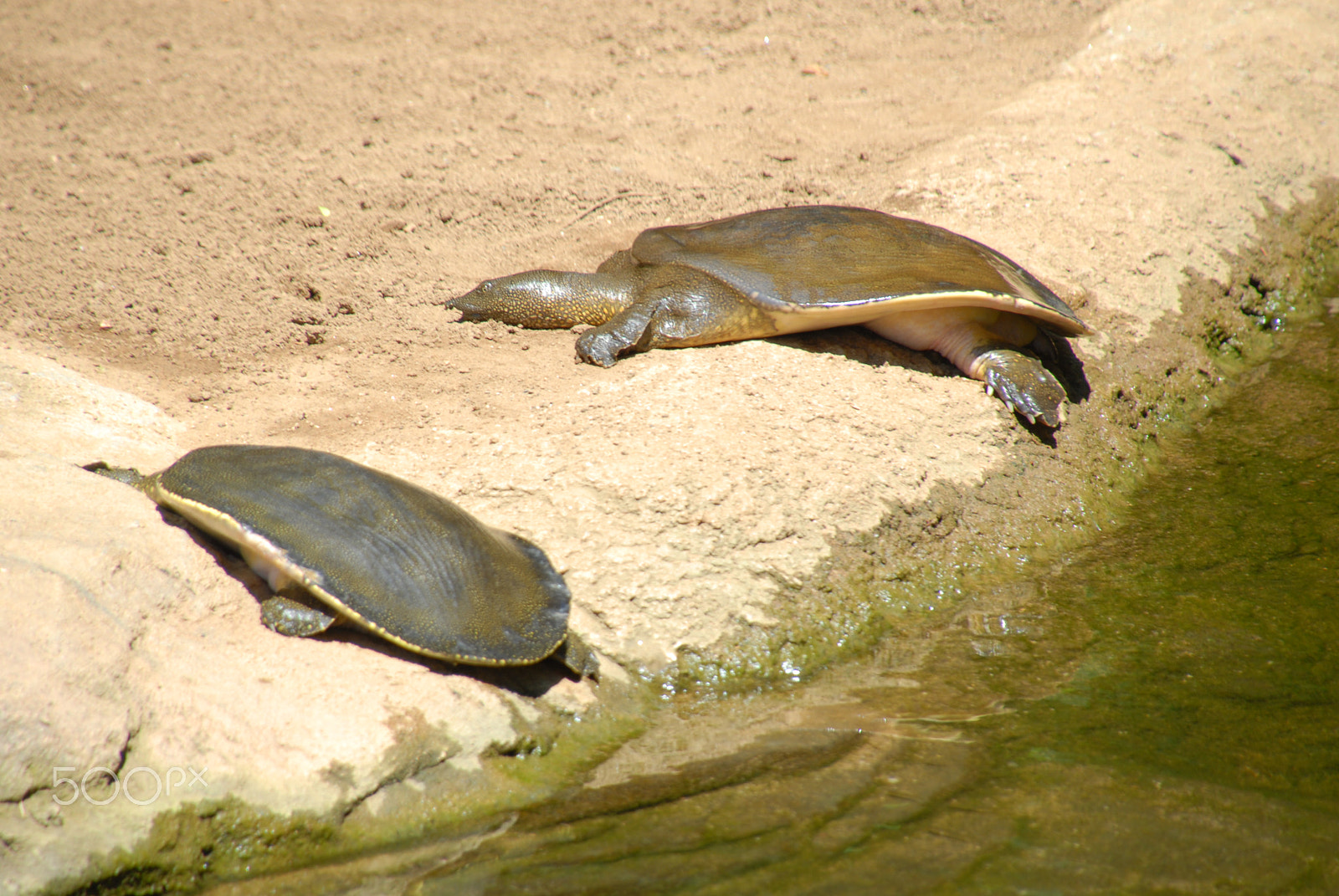 Nikon D200 sample photo. Tortuga photography