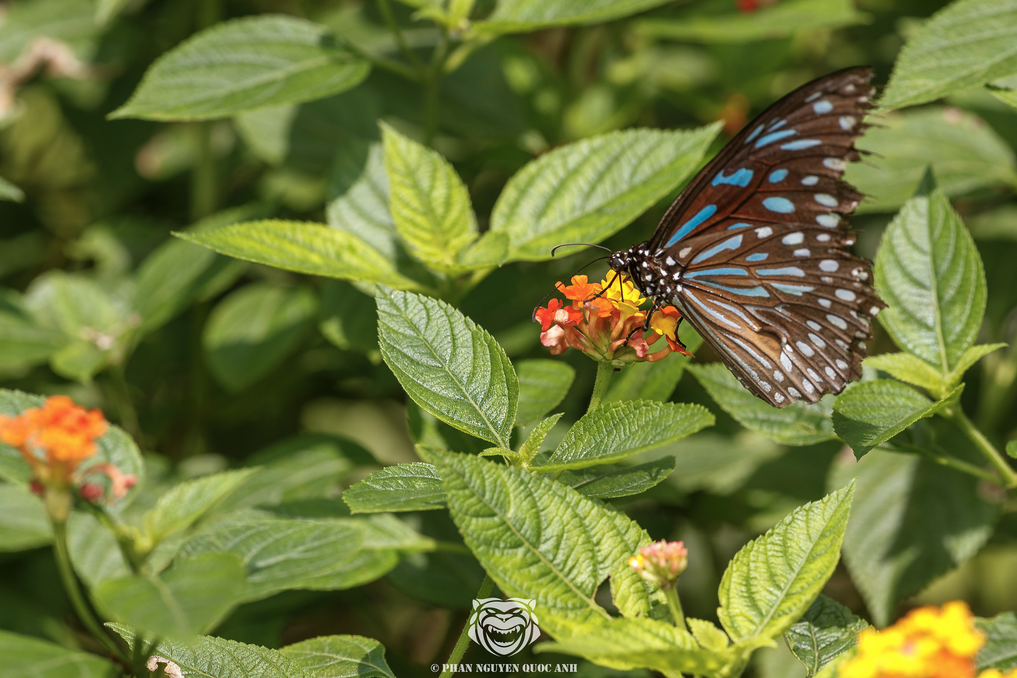 Sigma APO Macro 180mm F2.8 EX DG OS HSM sample photo. Butterfly of vietnam photography