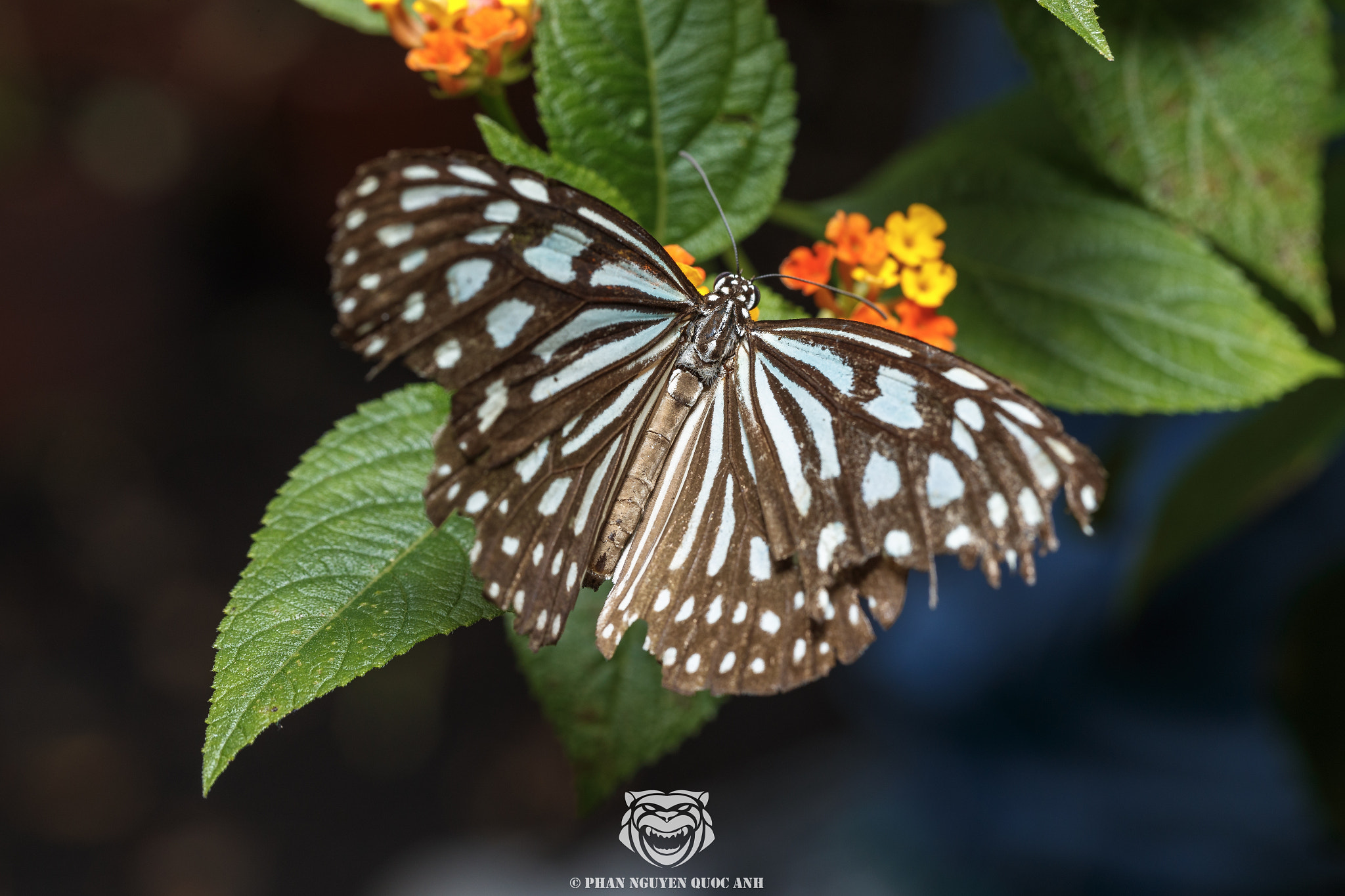Canon EF 100mm F2.8L Macro IS USM sample photo. Butterfly of vietnam photography