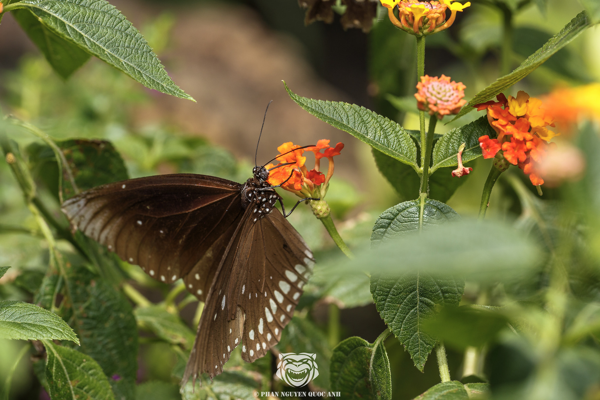 Sigma APO Macro 180mm F2.8 EX DG OS HSM sample photo. Butterfly of vietnam photography