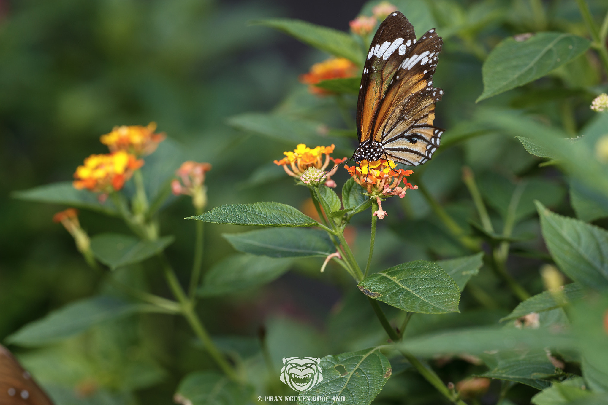 Sigma APO Macro 180mm F2.8 EX DG OS HSM sample photo. Butterfly of vietnam photography