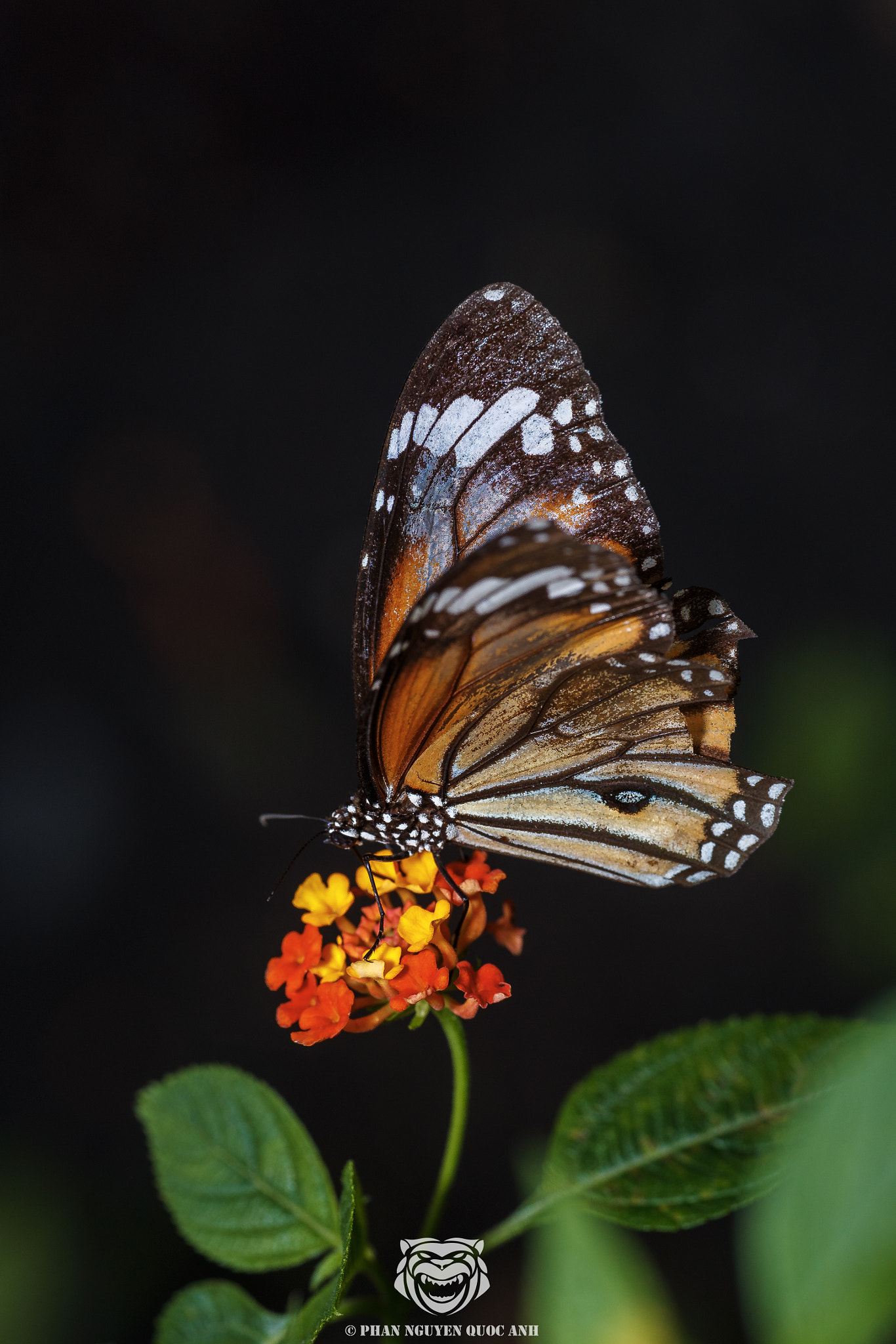 Sigma APO Macro 180mm F2.8 EX DG OS HSM sample photo. Butterfly of vietnam photography