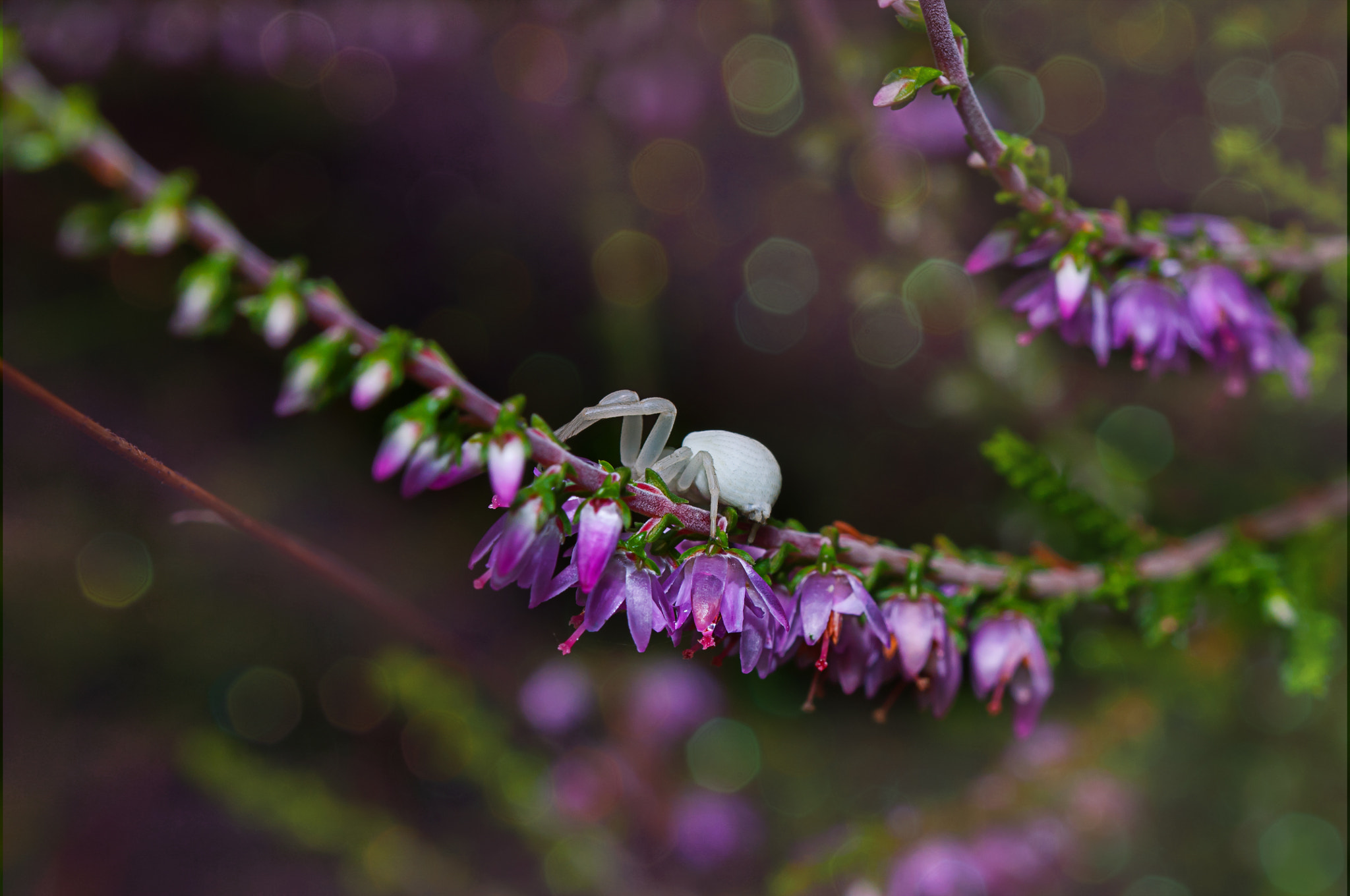 Nikon D300 sample photo. White spider photography