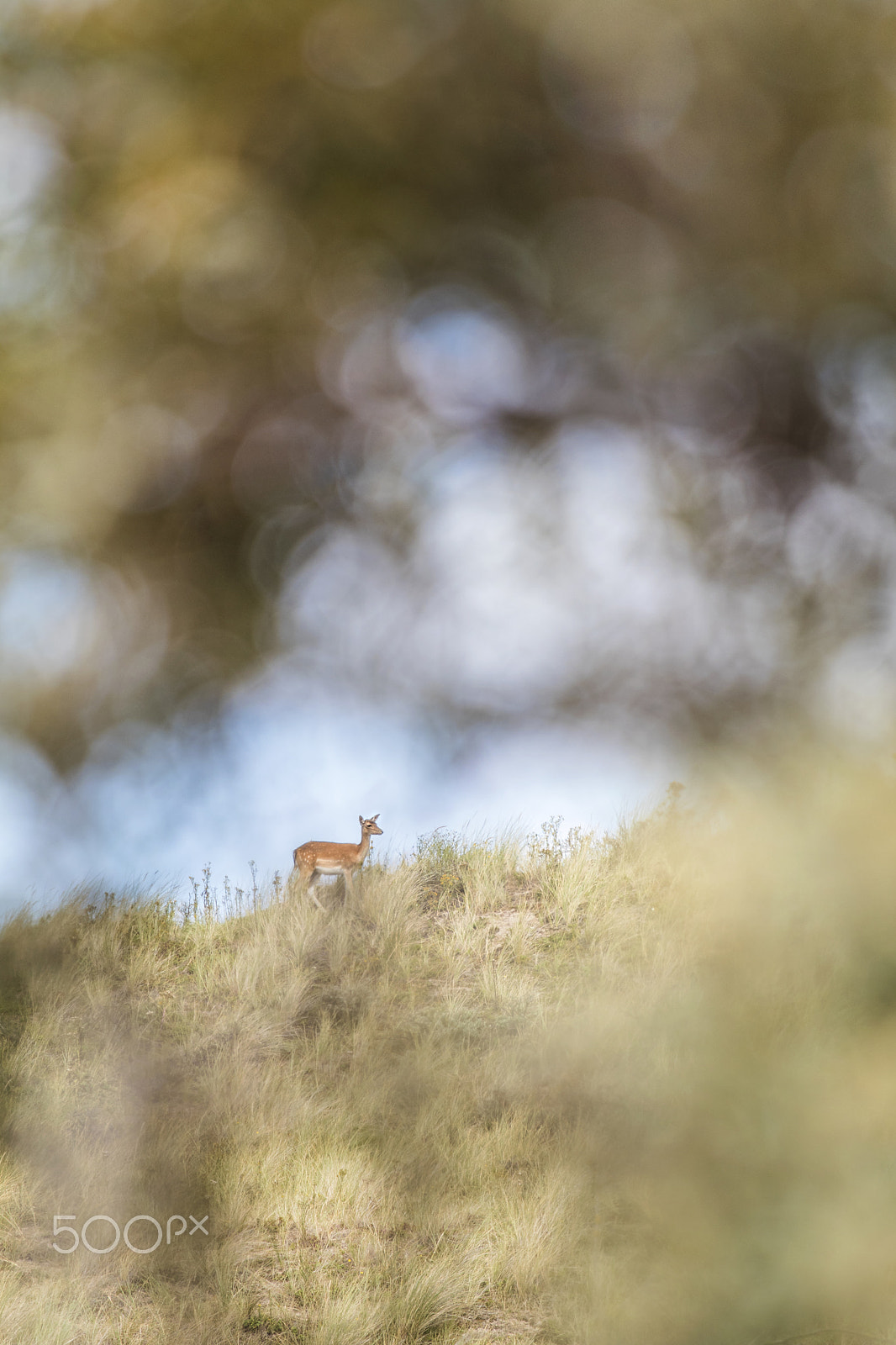 Canon EOS 80D + Canon EF 70-200mm F4L IS USM sample photo. Ree waterleidingduinen photography