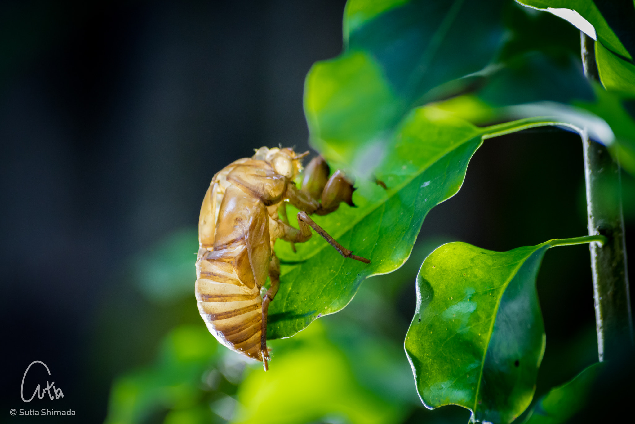 Canon EOS M3 sample photo. Cicada husk photography