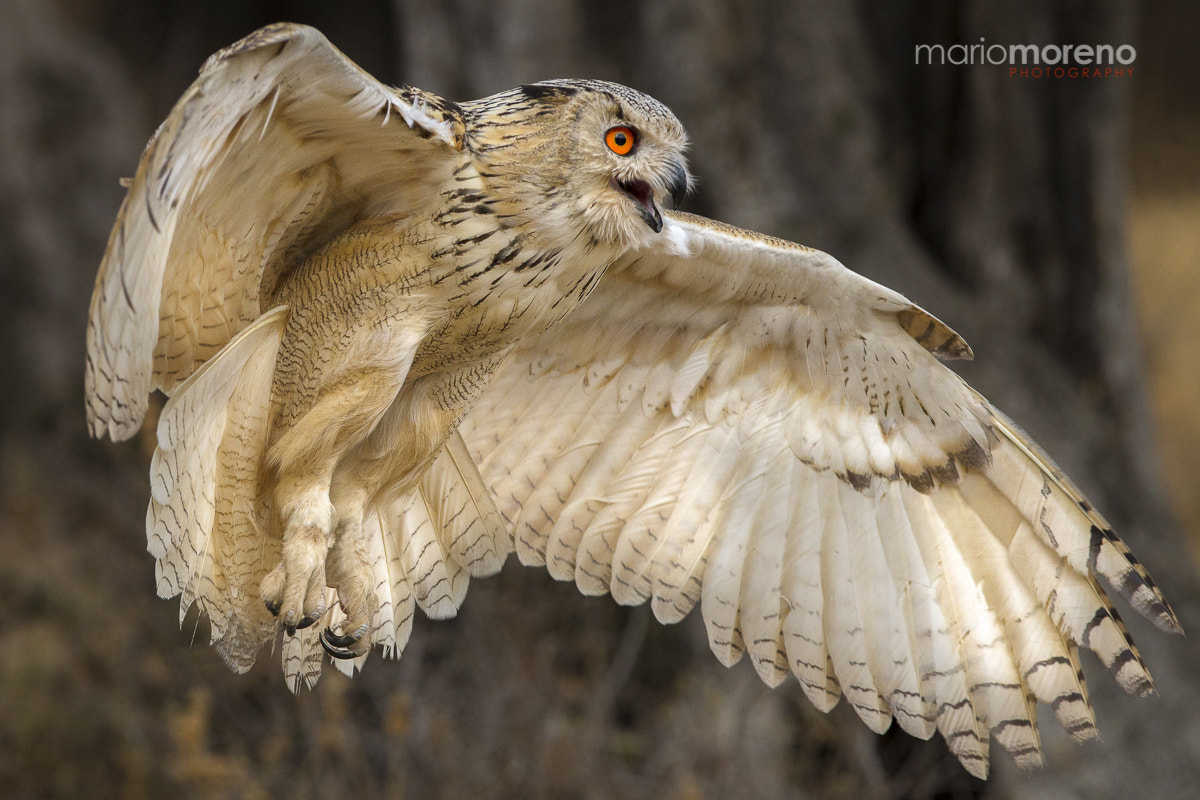 Canon EOS-1D Mark IV + Canon EF 300mm F2.8L IS USM sample photo. Bubo landing photography