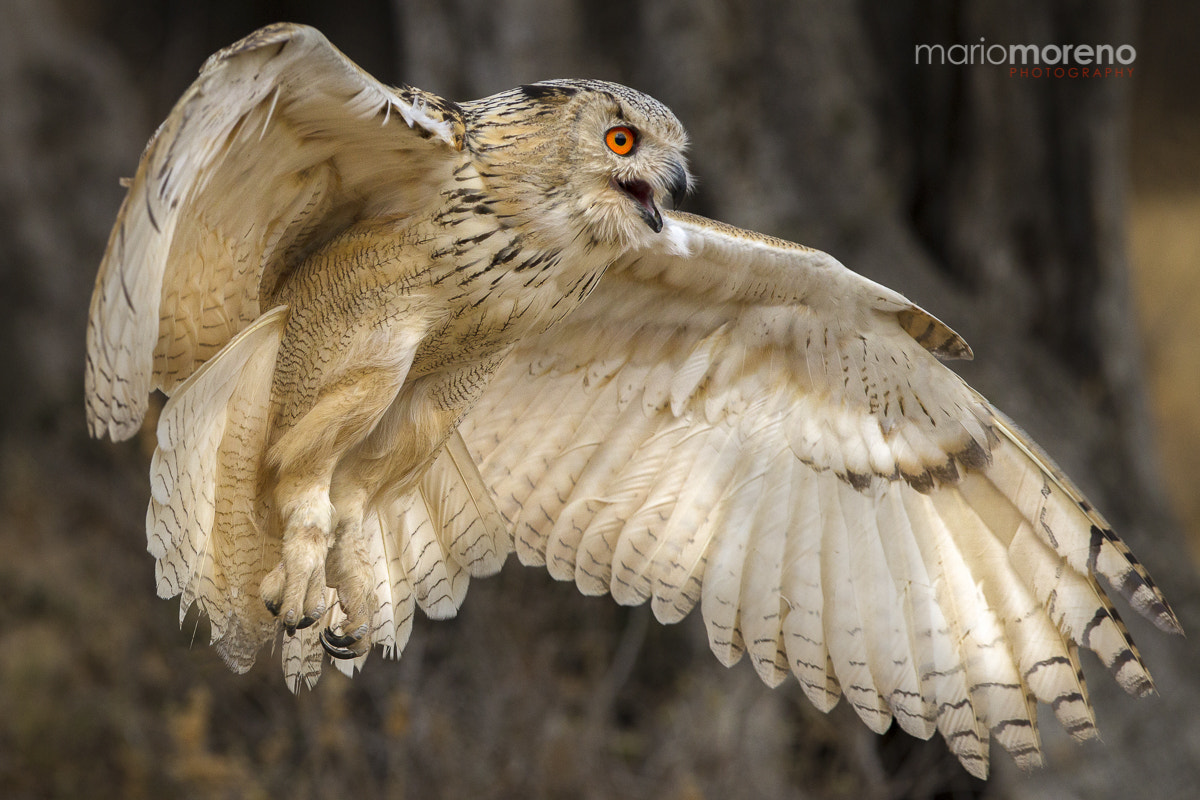 Canon EF 300mm F2.8L IS USM sample photo. Bubo landing photography