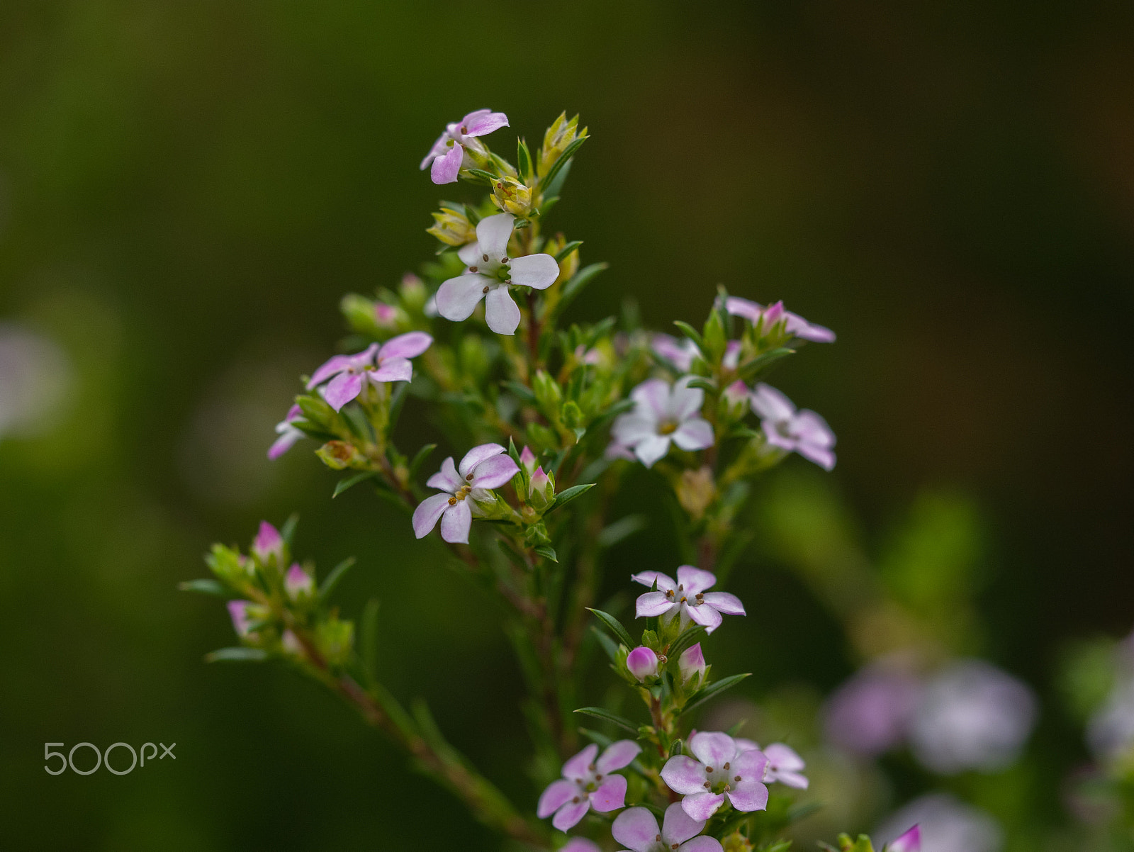 Panasonic DMC-GM1S sample photo. Happy bunch photography