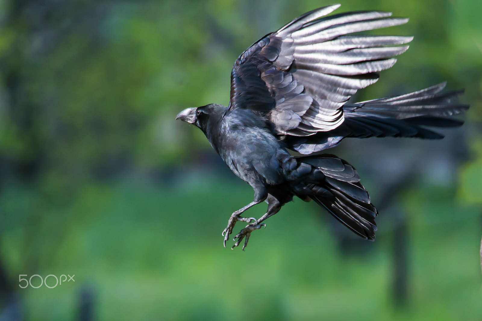 Canon EOS-1D X + Canon EF 100-400mm F4.5-5.6L IS II USM sample photo. Fly away of a crow photography