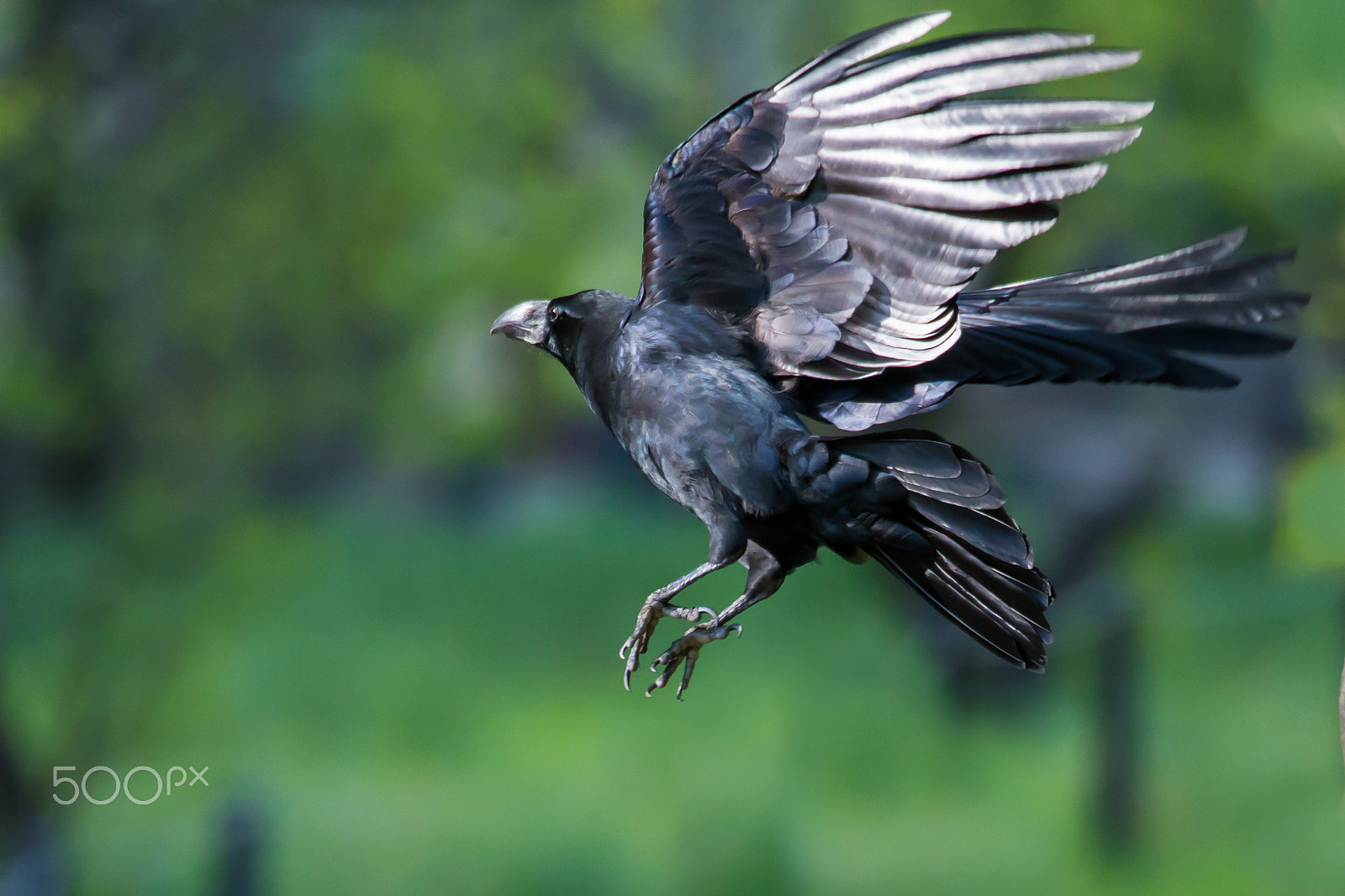 Canon EOS-1D X sample photo. Fly away of a crow photography