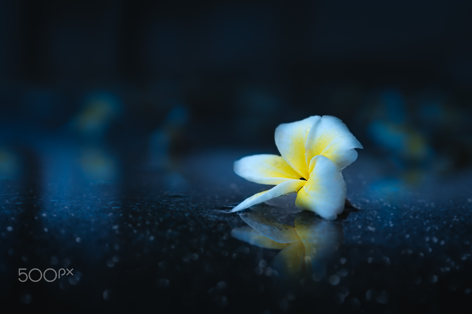 Sony Alpha NEX-6 + Sony E 35mm F1.8 OSS sample photo. Plumeria after the rain photography