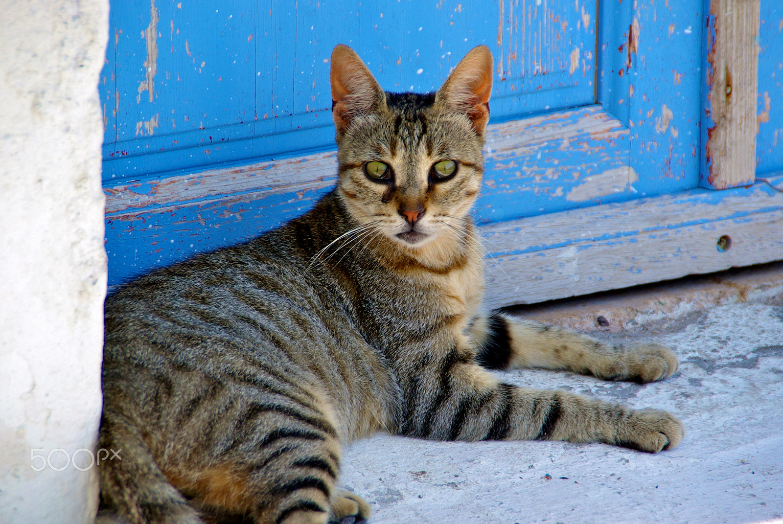 Pentax K10D sample photo. Sitting in front door ... photography