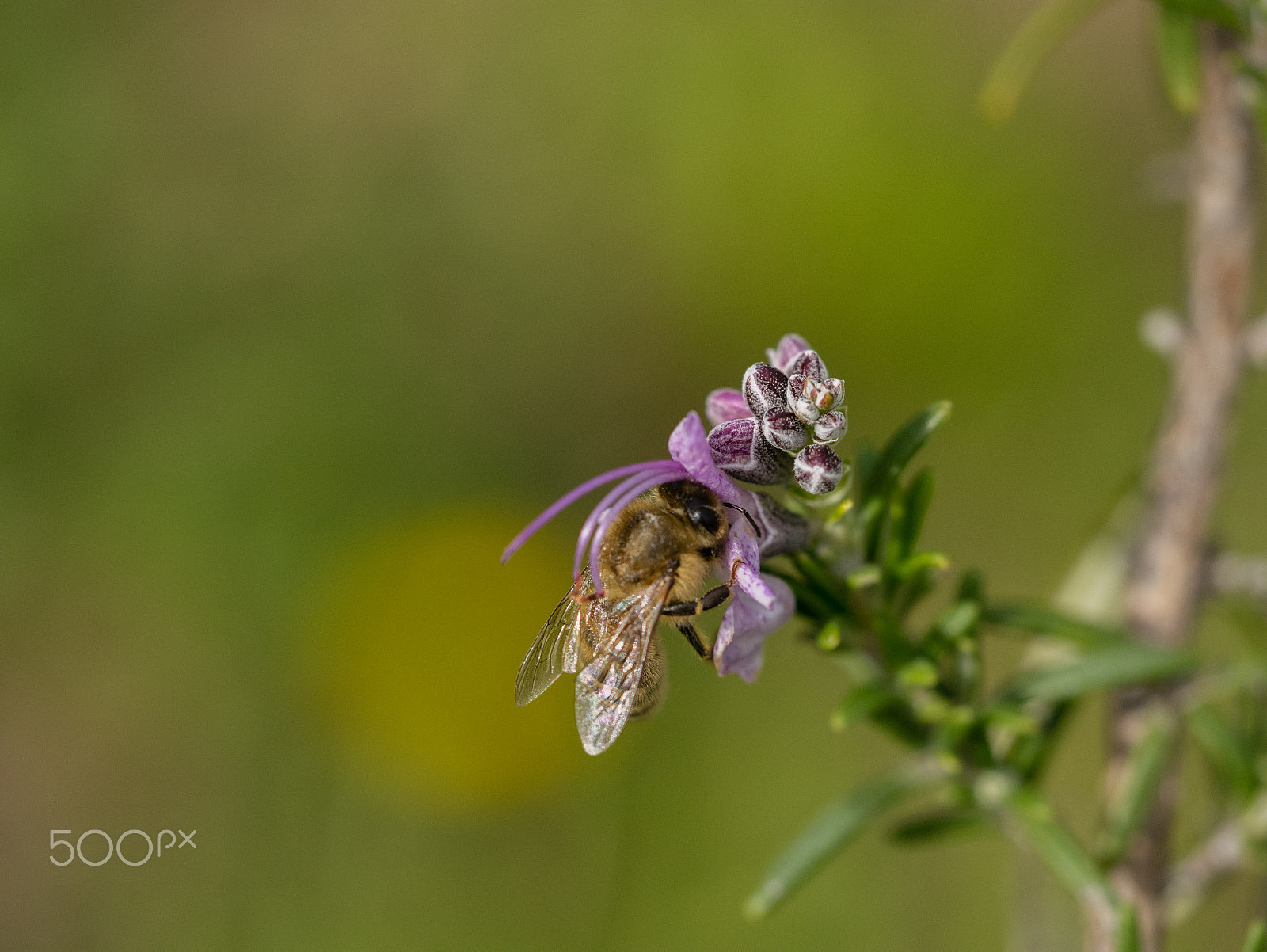 Panasonic DMC-GM1S sample photo. Workaholic! photography