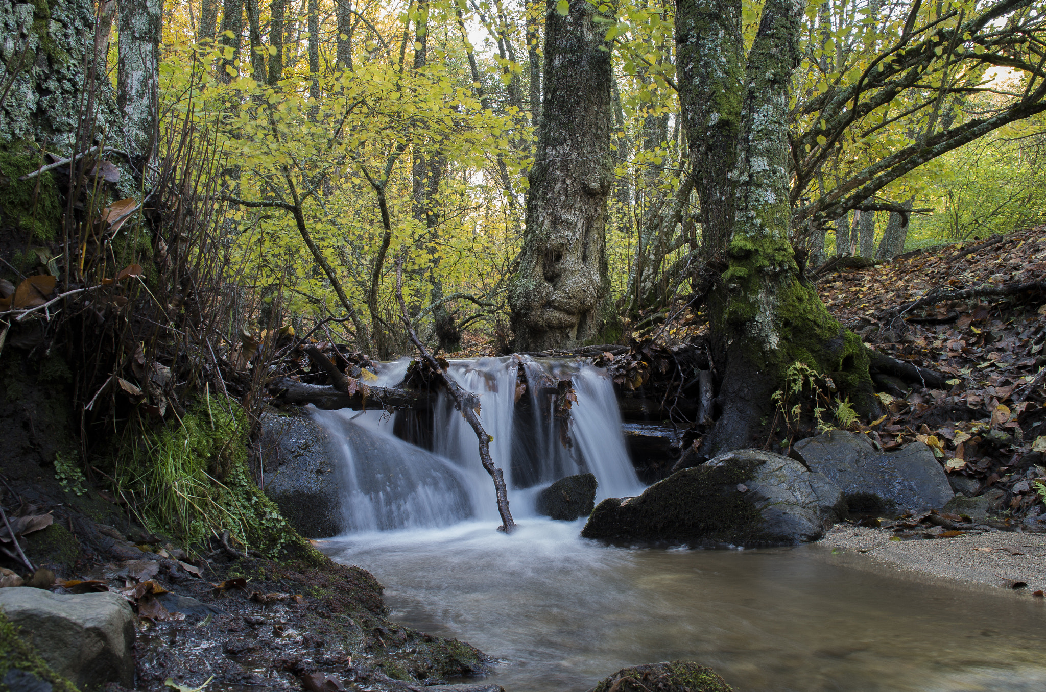 Pentax K-500 sample photo. Arroyo en el castañar de el tiemblo photography