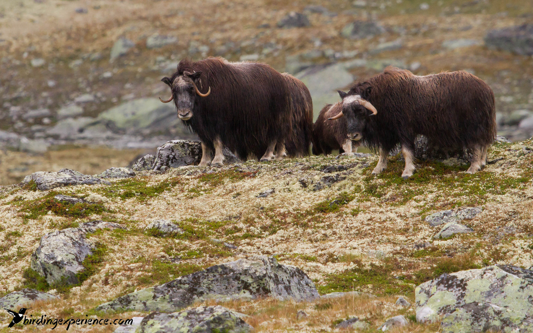 Canon EF 100-400mm F4.5-5.6L IS USM sample photo. Musk ox (ovibos moschatus) photography