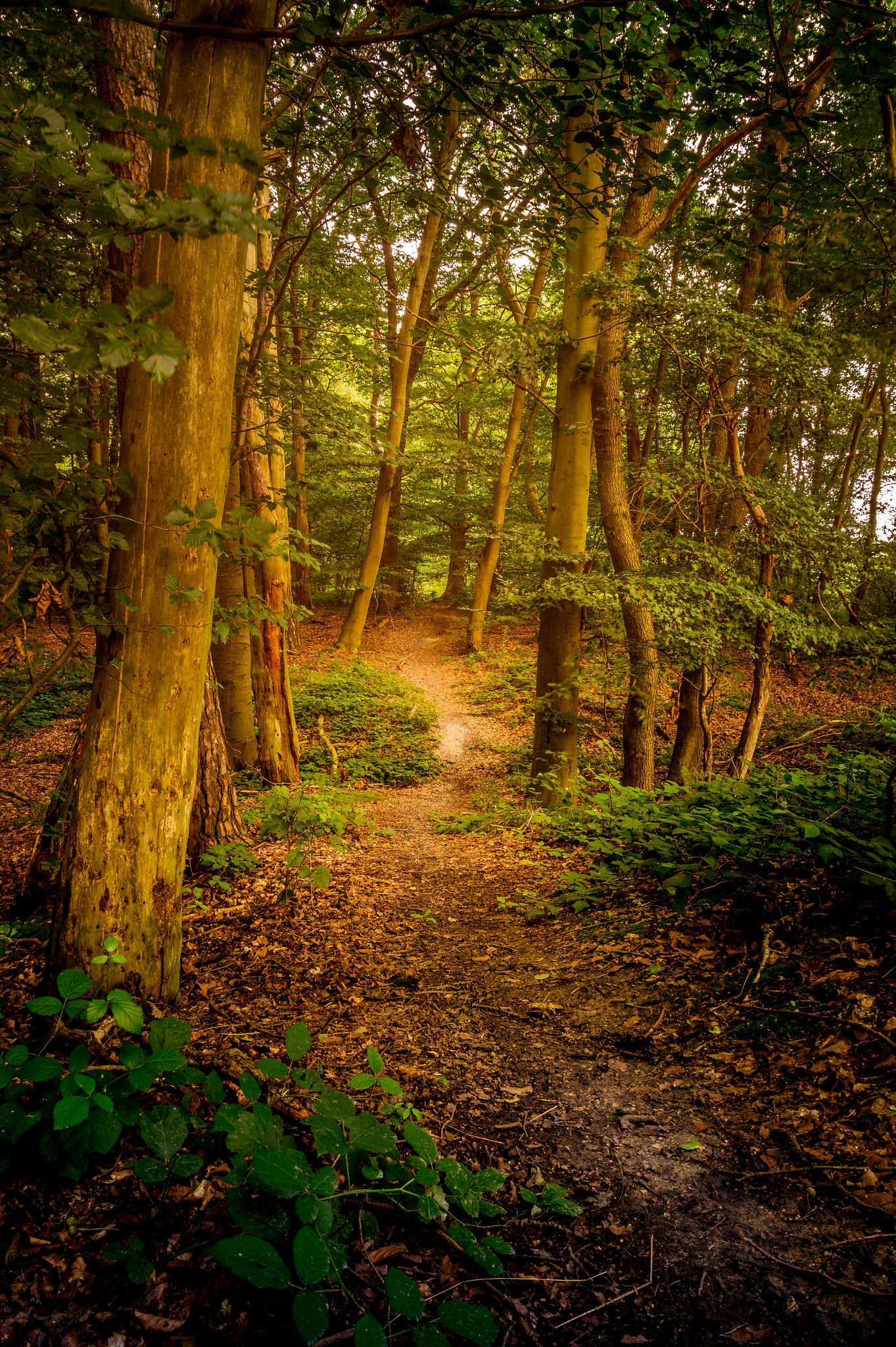 Sony SLT-A58 sample photo. Forest path photography