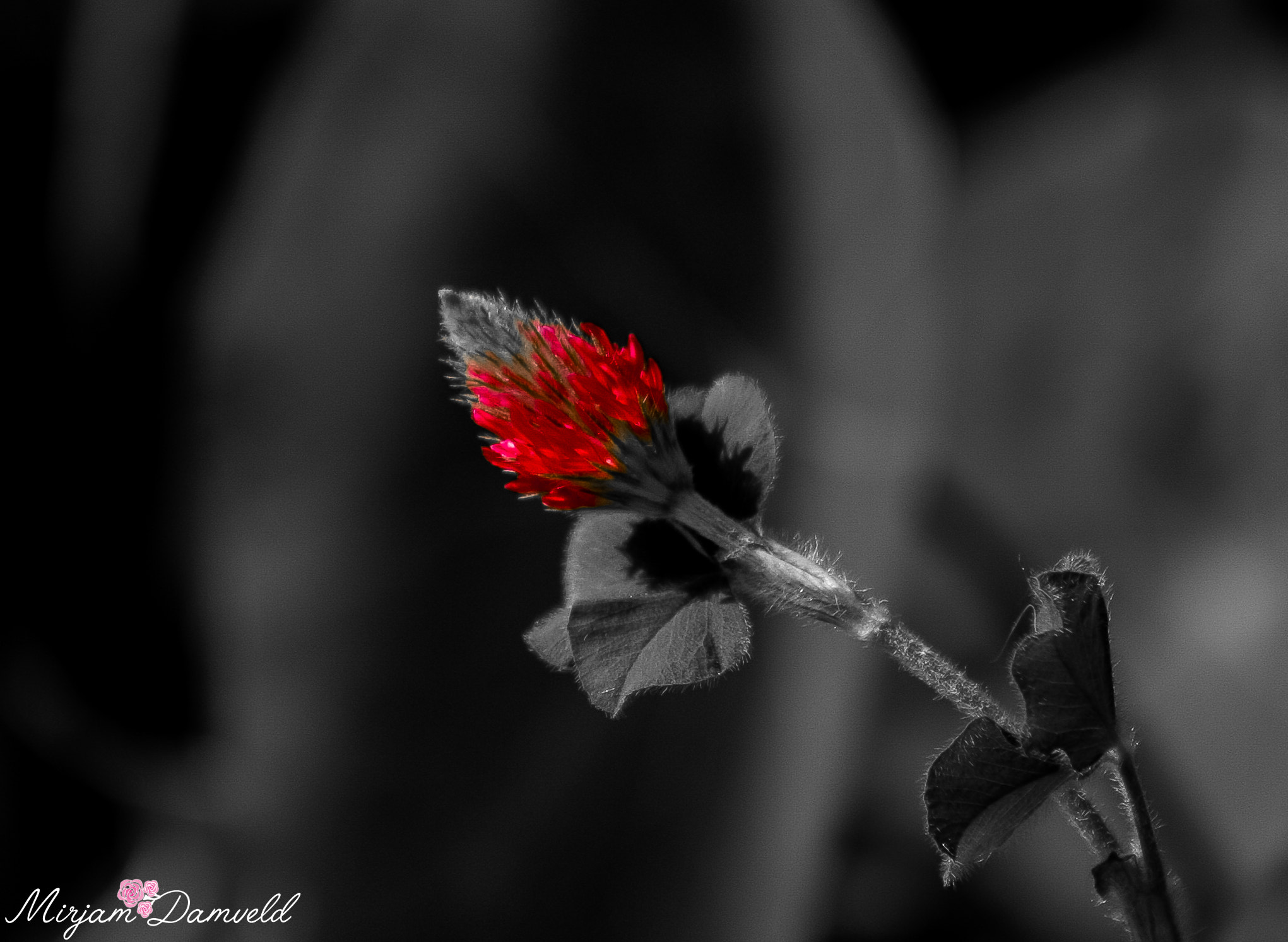 Canon EF 75-300mm f/4-5.6 USM sample photo. Art photography