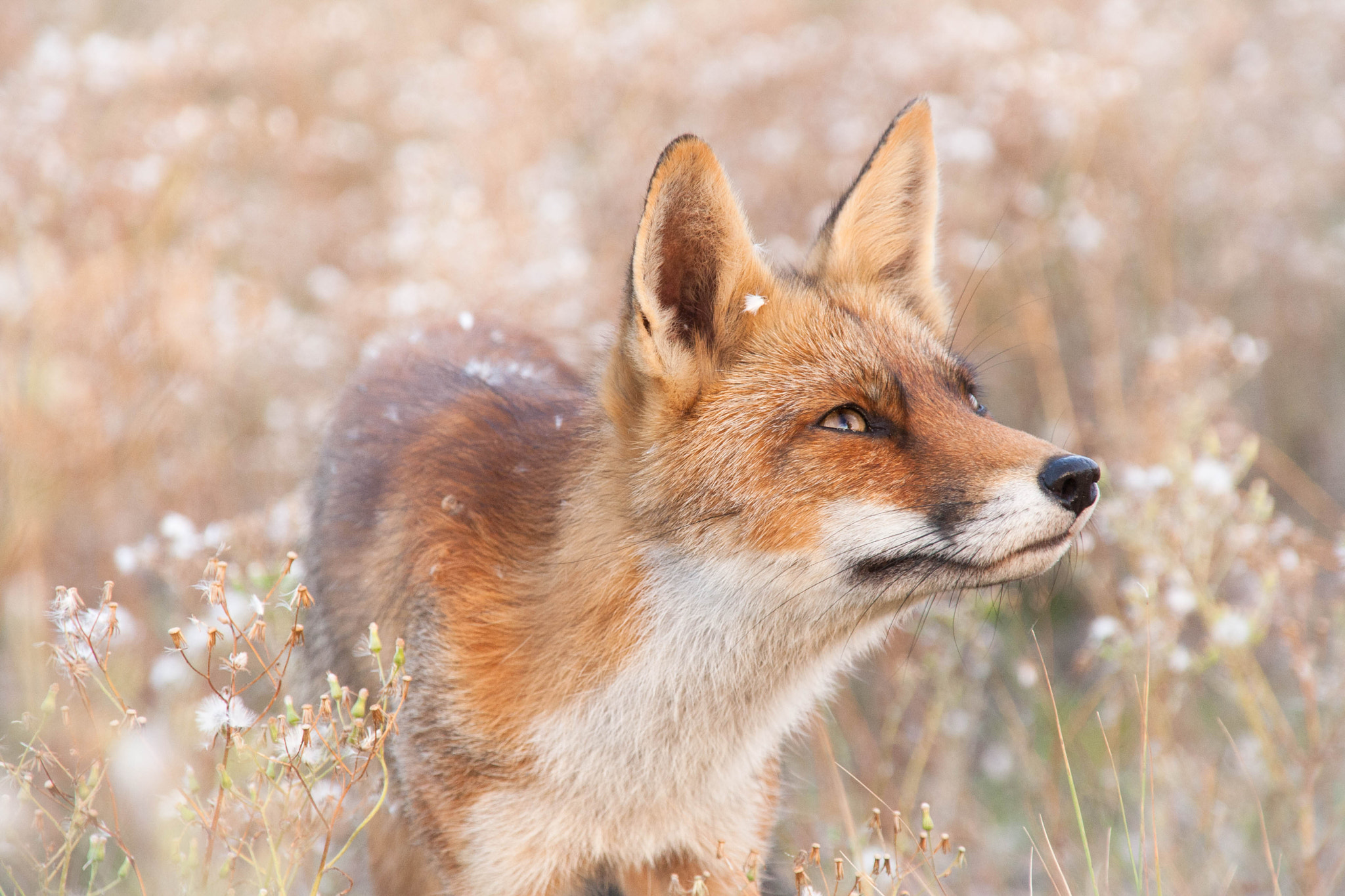 Sigma 18-200mm f/3.5-6.3 DC OS sample photo. Dreamy flowerfoxy photography