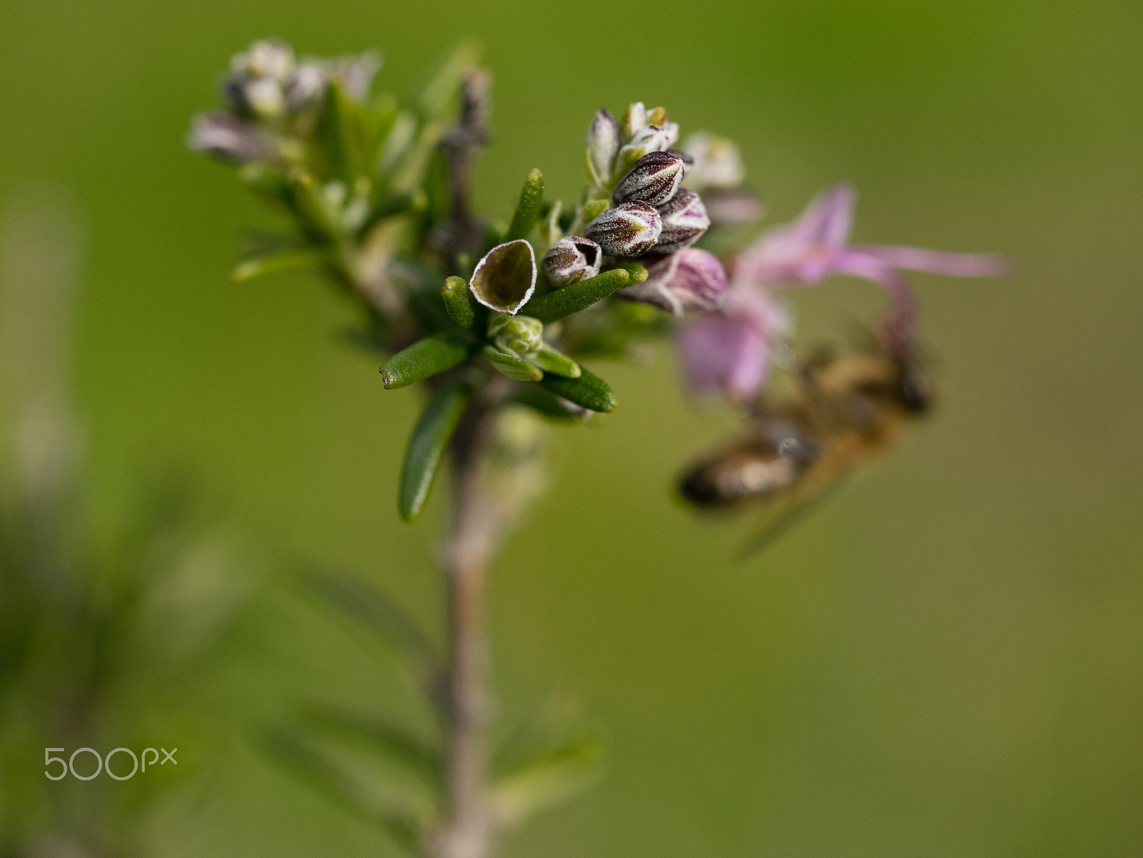 Panasonic DMC-GM1S + Olympus M.Zuiko Digital ED 60mm F2.8 Macro sample photo. In the background photography