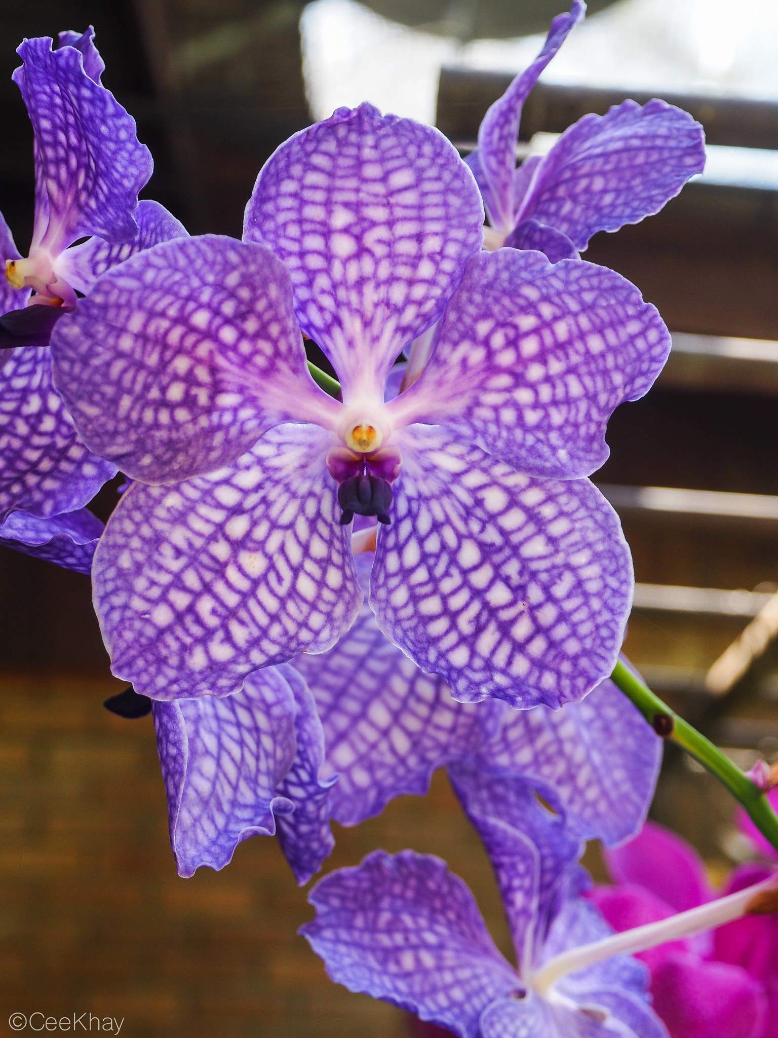 Olympus OM-D E-M10 + OLYMPUS M.12-50mm F3.5-6.3 sample photo. Orchid at queen sirikit botanical garden photography