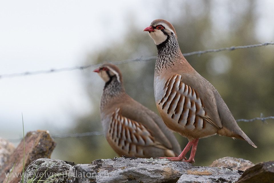 Canon EOS 7D Mark II + Canon EF 200-400mm F4L IS USM Extender 1.4x sample photo. Commun peut-être ... bel oiseau ! photography