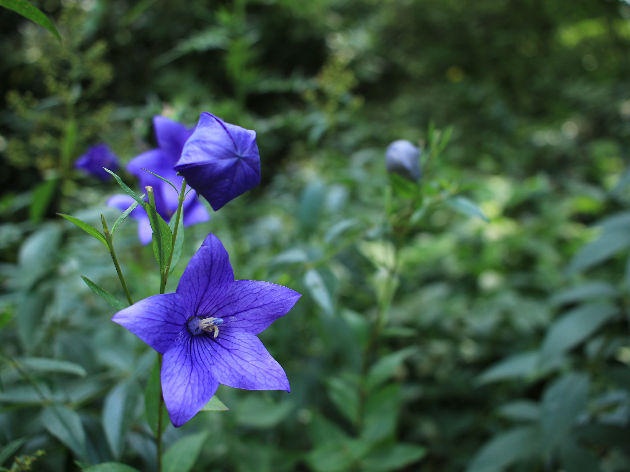 Canon EOS 100D (EOS Rebel SL1 / EOS Kiss X7) sample photo. Balloon flower photography