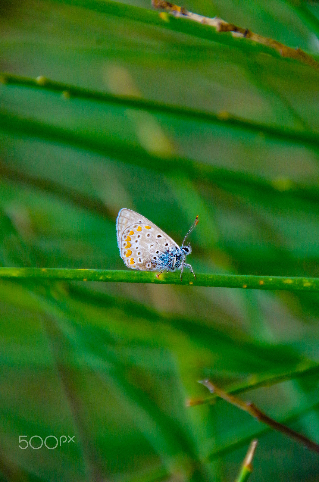 Pentax K-50 sample photo. Nice butterfly photography