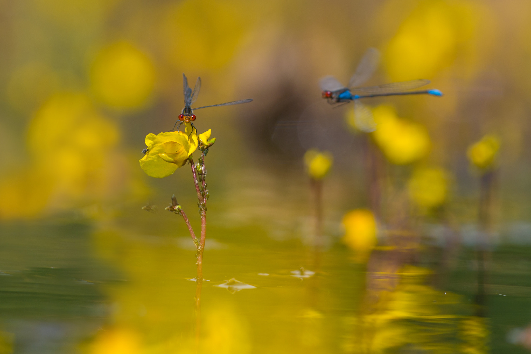 Nikon D3100 + Sigma 150mm F2.8 EX DG Macro HSM sample photo. Dragonfly photography