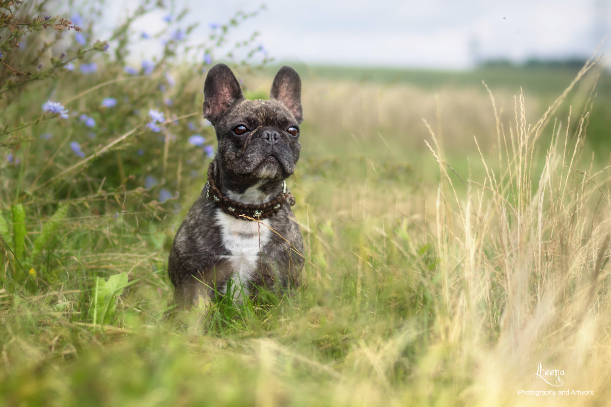 Olympus OM-D E-M1 + OLYMPUS 50mm Lens sample photo. Kennys adventure playground... photography