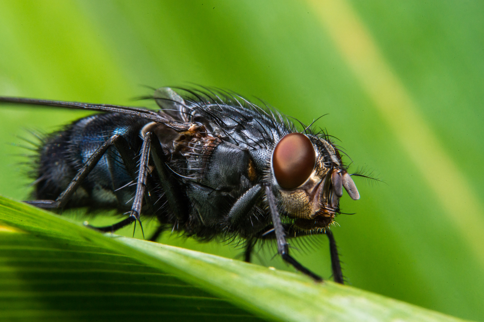 Sony a99 II + 90mm F2.8 Macro SSM sample photo. Fly photography