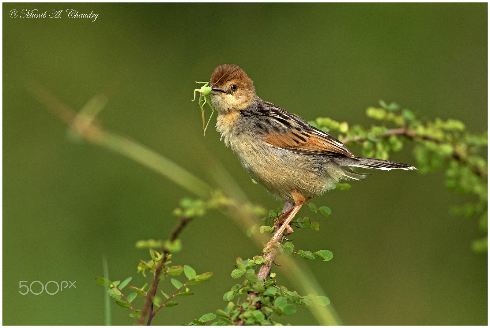 Canon EF 600mm f/4L IS sample photo. The hunter! photography