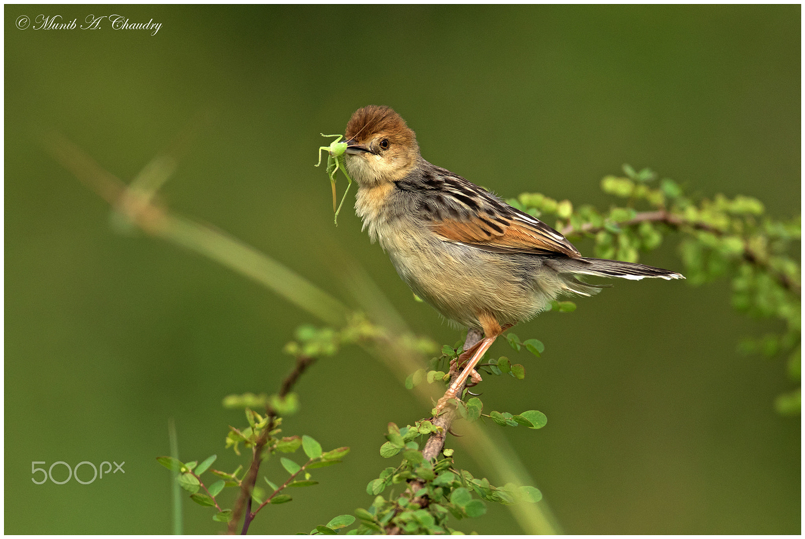 Canon EOS 7D Mark II + Canon EF 600mm f/4L IS sample photo. The hunter! photography