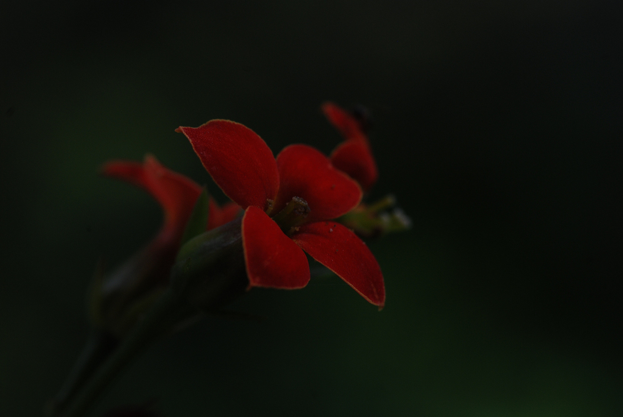 Nikon D80 sample photo. Nsn photography