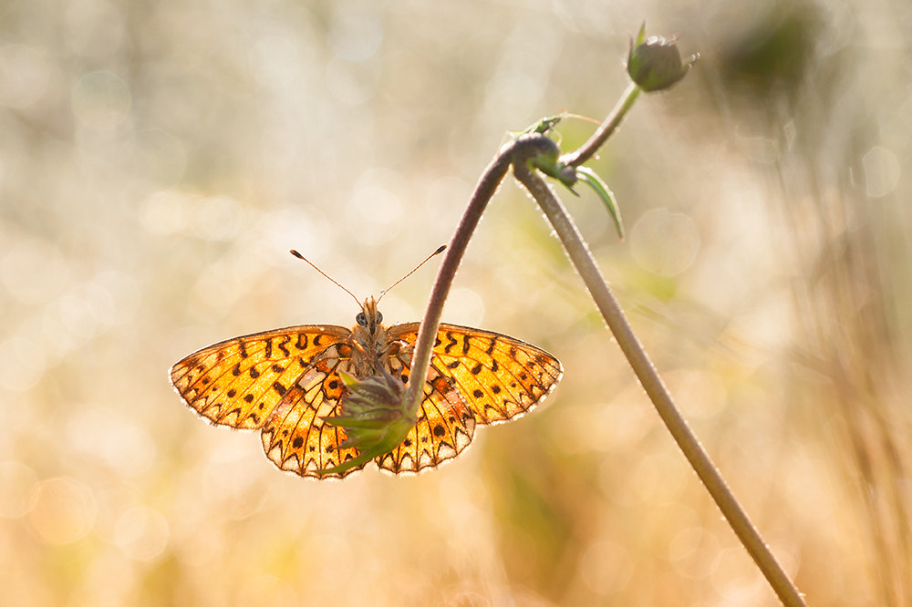 Sony Alpha DSLR-A700 + Tamron SP AF 90mm F2.8 Di Macro sample photo. Enjoying a colorful morning! photography