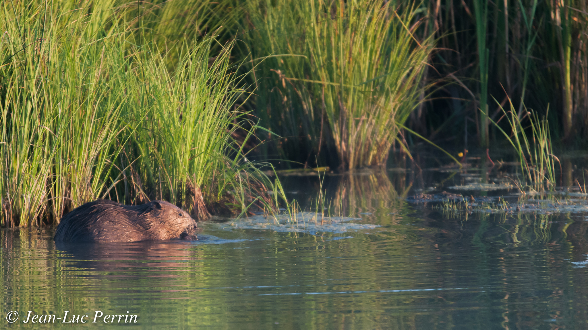 Sigma 120-400mm F4.5-5.6 DG OS HSM sample photo. Castor photography
